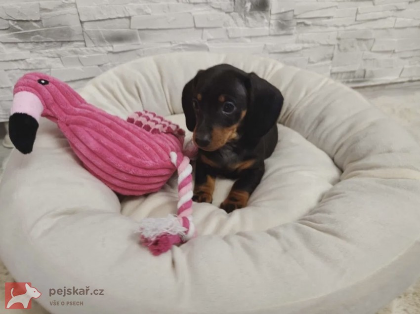 Merle Jezevčík hladkosrstý trpasličí bez PP