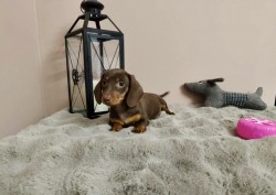 Inzerce psů Merle Jezevčík hladkosrstý trpasličí bez PP