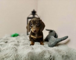 Merle Jezevčík hladkosrstý trpasličí bez PP