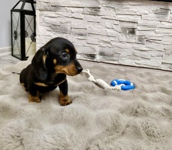 Merle Jezevčík hladkosrstý trpasličí bez PP