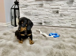 Merle Jezevčík hladkosrstý trpasličí bez PP