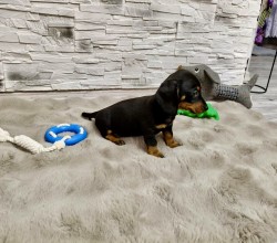 Merle Jezevčík hladkosrstý trpasličí bez PP