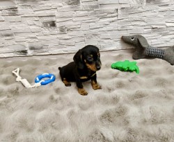 Merle Jezevčík hladkosrstý trpasličí bez PP