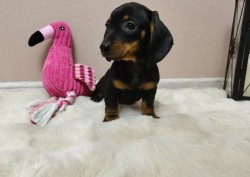 Merle Jezevčík hladkosrstý trpasličí bez PP