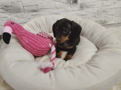 Merle Jezevčík hladkosrstý trpasličí bez PP