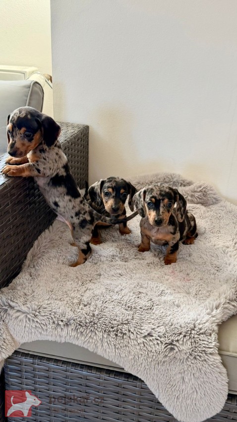 Jezevčík hladkosrstý trpasličí bez PP