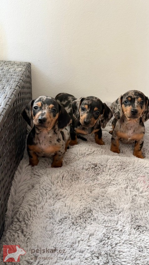 Jezevčík hladkosrstý trpasličí bez PP