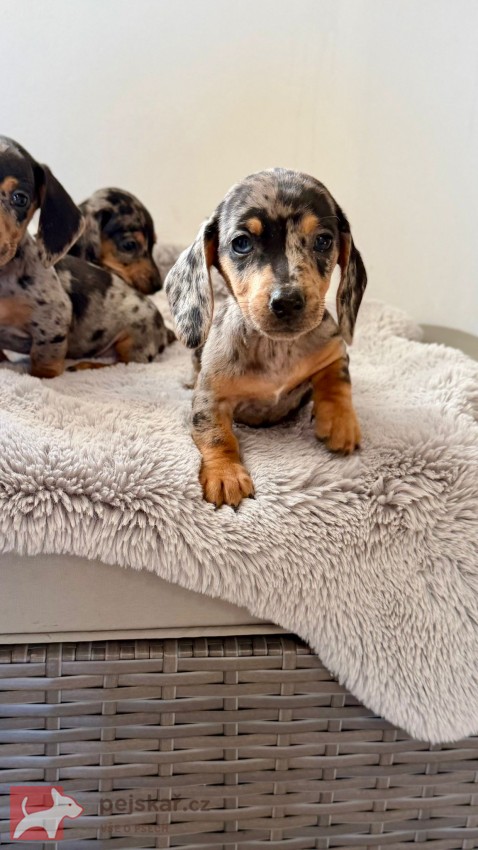 Jezevčík hladkosrstý trpasličí bez PP