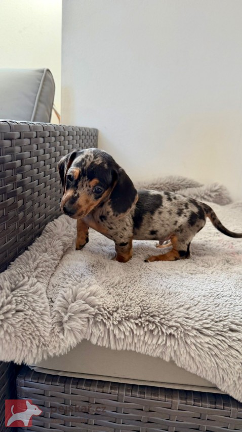 Jezevčík hladkosrstý trpasličí bez PP