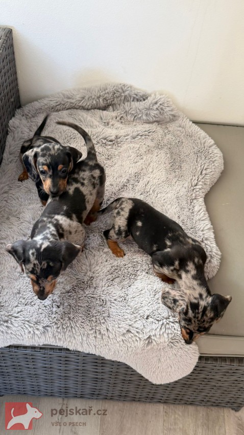 Jezevčík hladkosrstý trpasličí bez PP