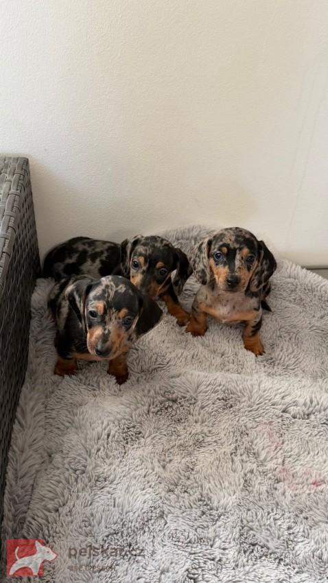 Jezevčík hladkosrstý trpasličí bez PP