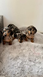 Jezevčík hladkosrstý trpasličí bez PP