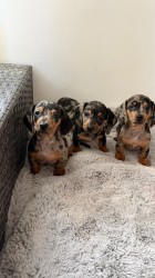 Jezevčík hladkosrstý trpasličí bez PP