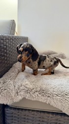 Jezevčík hladkosrstý trpasličí bez PP