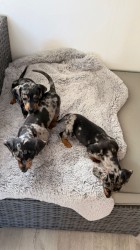 Jezevčík hladkosrstý trpasličí bez PP