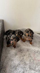 Jezevčík hladkosrstý trpasličí bez PP