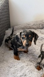 Jezevčík hladkosrstý trpasličí bez PP