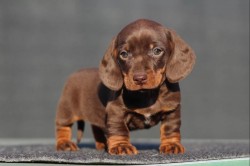 Inzerce psů Jezevčík hladkosrstý trpasličí bez PP