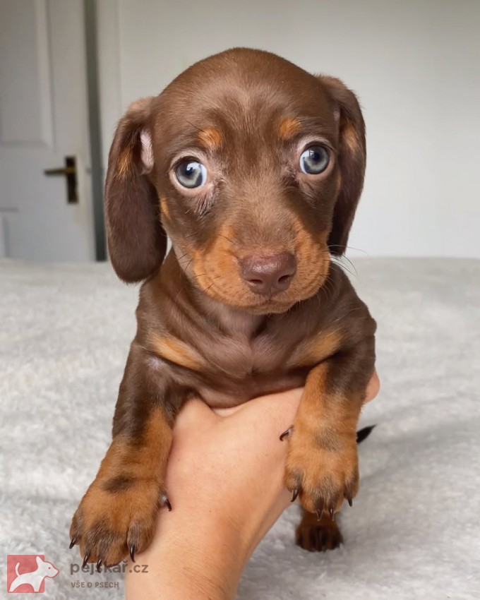 Jezevčík hladkosrstý trpasličí s PP