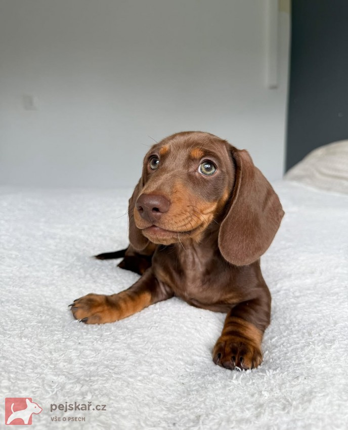 Jezevčík hladkosrstý trpasličí s PP