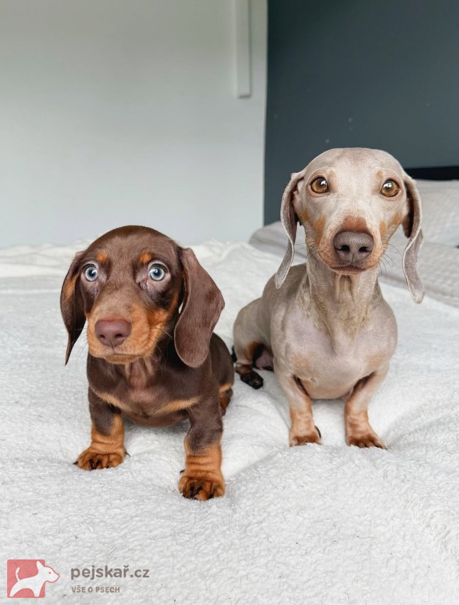 Jezevčík hladkosrstý trpasličí s PP