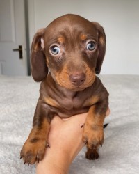 Inzerce psů Jezevčík hladkosrstý trpasličí s PP