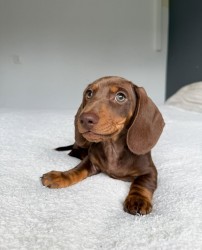 Jezevčík hladkosrstý trpasličí s PP