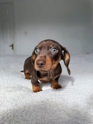 Jezevčík hladkosrstý trpasličí s PP