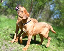 Inzerce psů tosa inu s pp