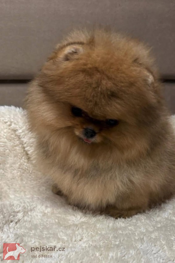 Nabízím k prodeji štěňata pomeranian