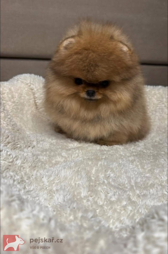 Nabízím k prodeji štěňata pomeranian