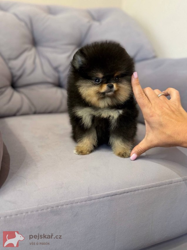 Nabízím k prodeji štěňata pomeranian