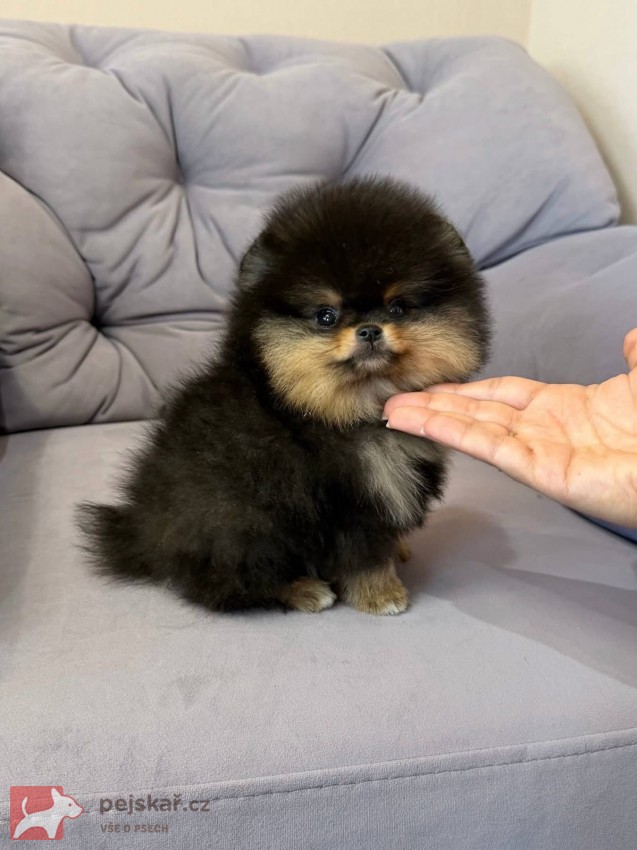 Nabízím k prodeji štěňata pomeranian