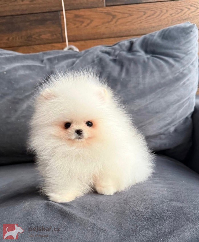Nabízím k prodeji štěňata pomeranian