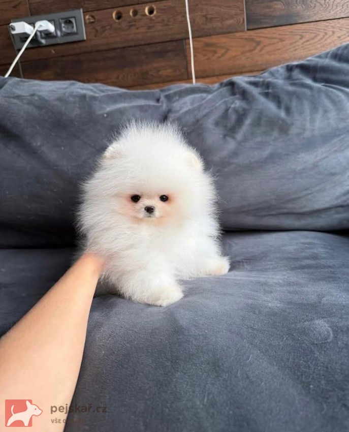 Nabízím k prodeji štěňata pomeranian