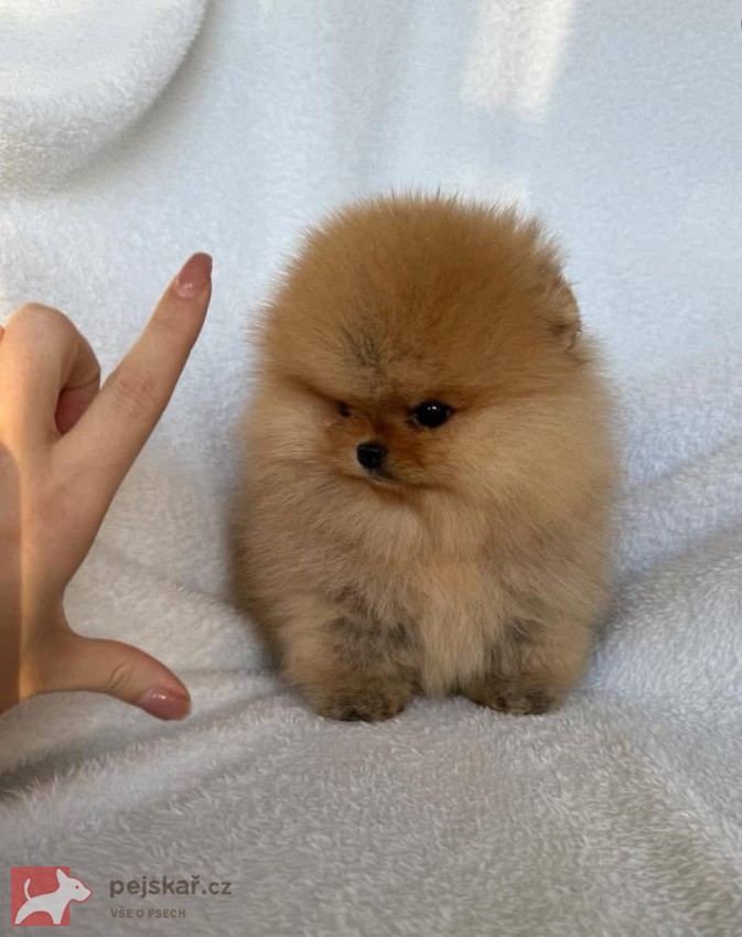 Nabízím k prodeji štěňata pomeranian
