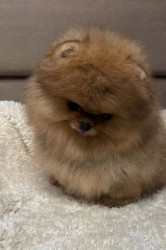 Inzerce psů Nabízím k prodeji štěňata pomeranian