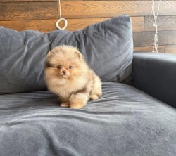 Nabízím k prodeji štěňata pomeranian