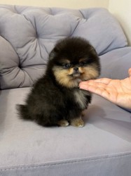 Nabízím k prodeji štěňata pomeranian