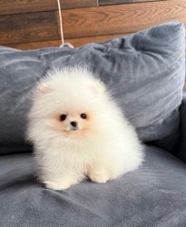 Nabízím k prodeji štěňata pomeranian