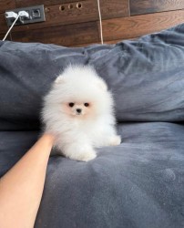 Nabízím k prodeji štěňata pomeranian