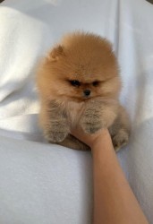Nabízím k prodeji štěňata pomeranian