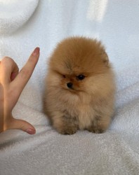 Nabízím k prodeji štěňata pomeranian