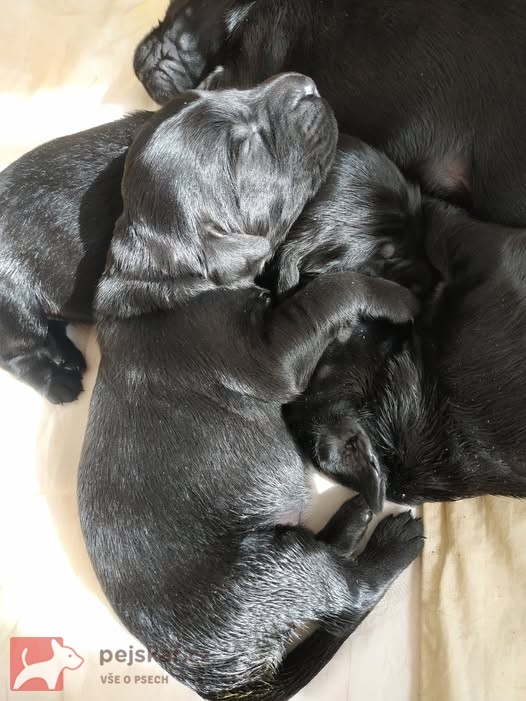 Štěňátka Flat Coated Retriever