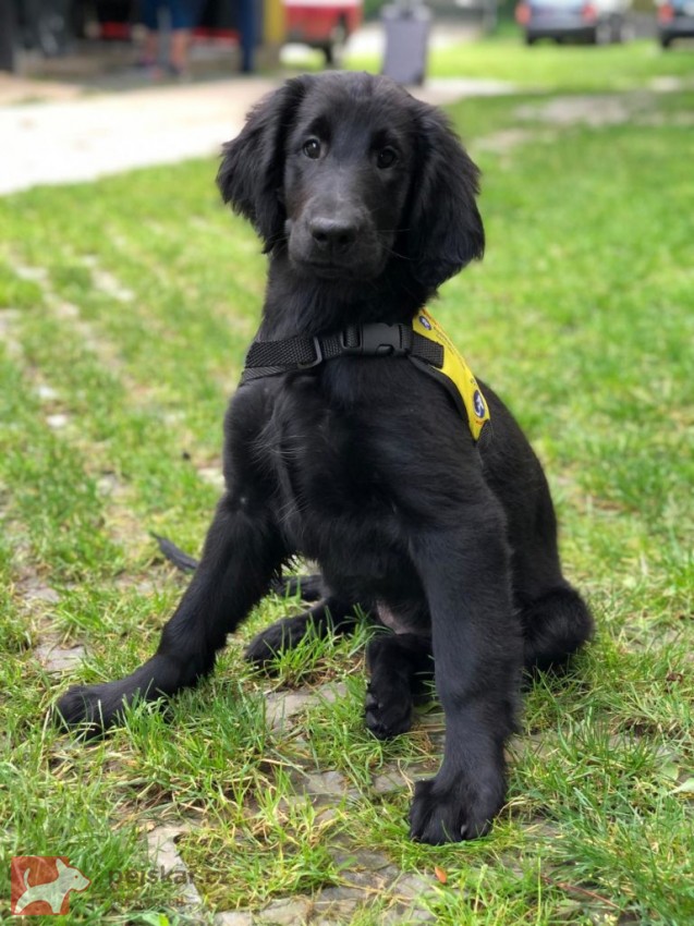 Štěňátka Flat Coated Retriever