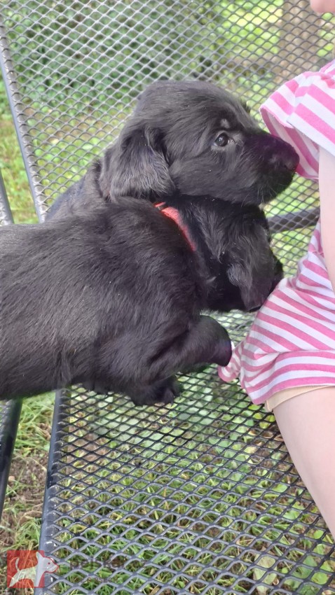 Štěňátka Flat Coated Retriever