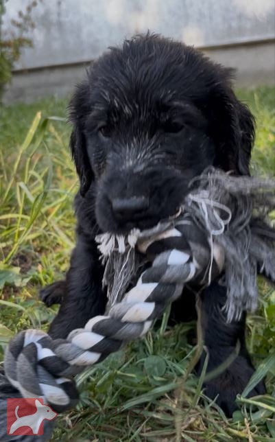 Štěňátka Flat Coated Retriever