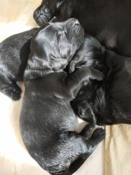 Inzerce psů Štěňátka Flat Coated Retriever