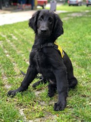 Štěňátka Flat Coated Retriever
