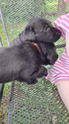 Inzerce psů Štěňátka Flat Coated Retriever